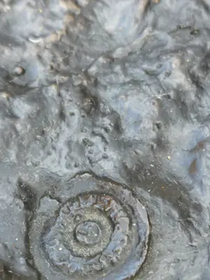 Suus Boschma Berkhout - Mata hari kopen? Bied vanaf 175!