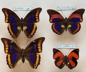 Paul Huf - C-print - 'Butterflies' - 1988 (INGELIJST) kopen? Bied vanaf 150!