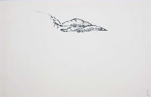 Melle Oldeboerrigter - Inkttekening op papier, z.t. Ontpoppend insect kopen? Bied vanaf 1!