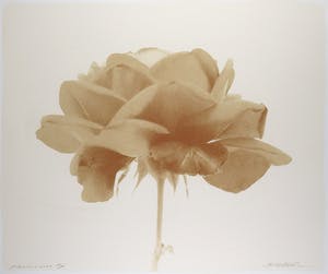 Paul Blanca - Zeefdruk, Marlene - Ingelijst (Groot) kopen? Bied vanaf 80!