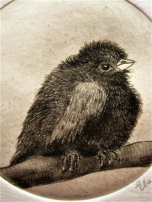 Niet of onleesbaar gesigneerd - Grafisch meesterwerkje "Vogeltje op tak" gesigneerd en gedateerd kopen? Bied vanaf 1!