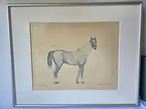 Aat Verhoog - Paard kopen? Bied vanaf 50!