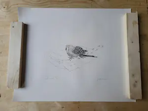 Judith Rosema - Vogel in hand kopen? Bied vanaf 35!