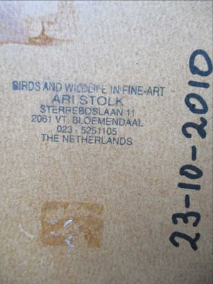 Ari Stolk - 2 Jack Russells kopen? Bied vanaf 35!