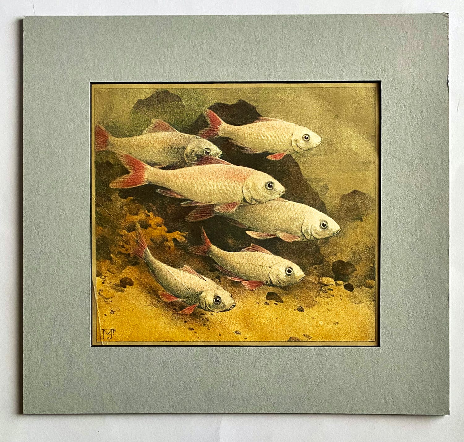 Jan Voerman - Goudwindes en Braziliaanse Maanvissen verkocht voor € 1!