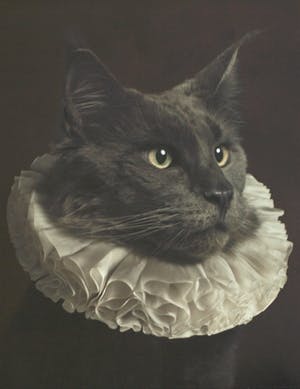 Marie Cecile Thijs - Ingelijste foto uit de serie 'White Collar', Cat with White Collar IV - 2013 kopen? Bied vanaf 1500!