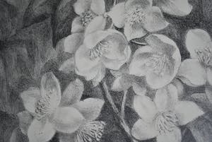 Aart van Dobbenburgh - Litho - Bloesemtak -1977 kopen? Bied vanaf 35!