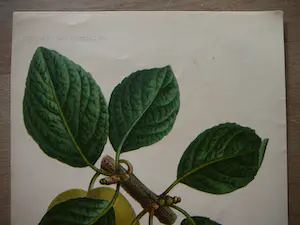 Pierre Joseph de Pannemaeker - Pruim Washington kopen? Bied vanaf 25!