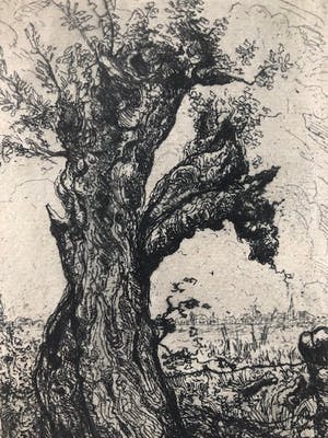 Johan D. Scherft - Knotwilg in hollands landschap kopen? Bied vanaf 20!