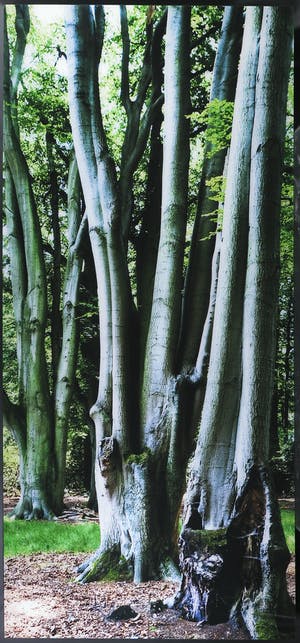 Cees Hageman - Foto, Bomen (Zeer Groot) kopen? Bied vanaf 150!