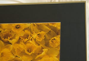 Paul Huf - Foto , Flowers , Bloemen – gesigneerd & ingelijst - 1984 kopen? Bied vanaf 75!