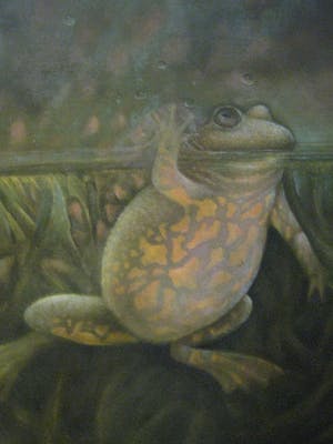 Jose van Kleef - ''the happy frog'' kopen? Bied vanaf 275!