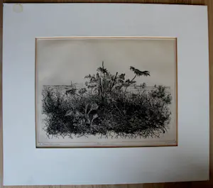 Willem Minderman - Ets: Wilde planten kopen? Bied vanaf 25!