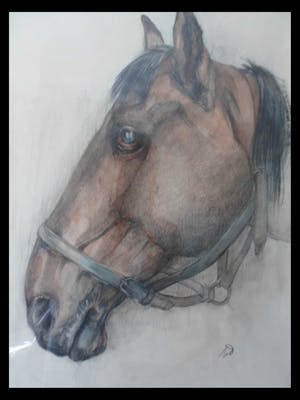 Tini van Doornik - Pastel/Krijt. Paardenhoofd. kopen? Bied vanaf 15!
