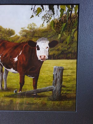 Jan Teunissen - Twee kalveren in weiland kopen? Bied vanaf 200!