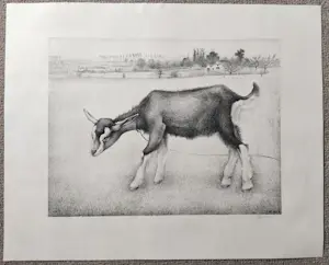 Jan Wittenberg - Geit kopen? Bied vanaf 125!