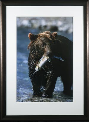 Thomas D. Mangelsen - Foto, The Gift of the Run - Ingelijst (Groot) kopen? Bied vanaf 50!