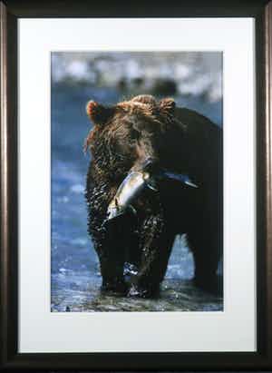 Thomas D. Mangelsen - Foto, The Gift of the Run - Ingelijst (Groot) verkocht voor € 50!