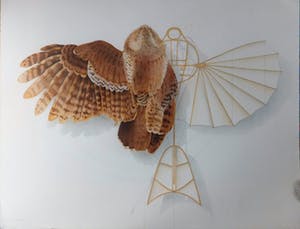 Ernst Hanke - uil/vlieger kopen? Bied vanaf 25!