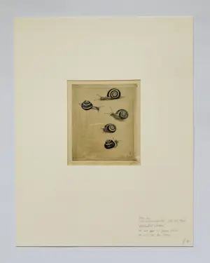 Jan Boon - Slakken kopen? Bied vanaf 55!