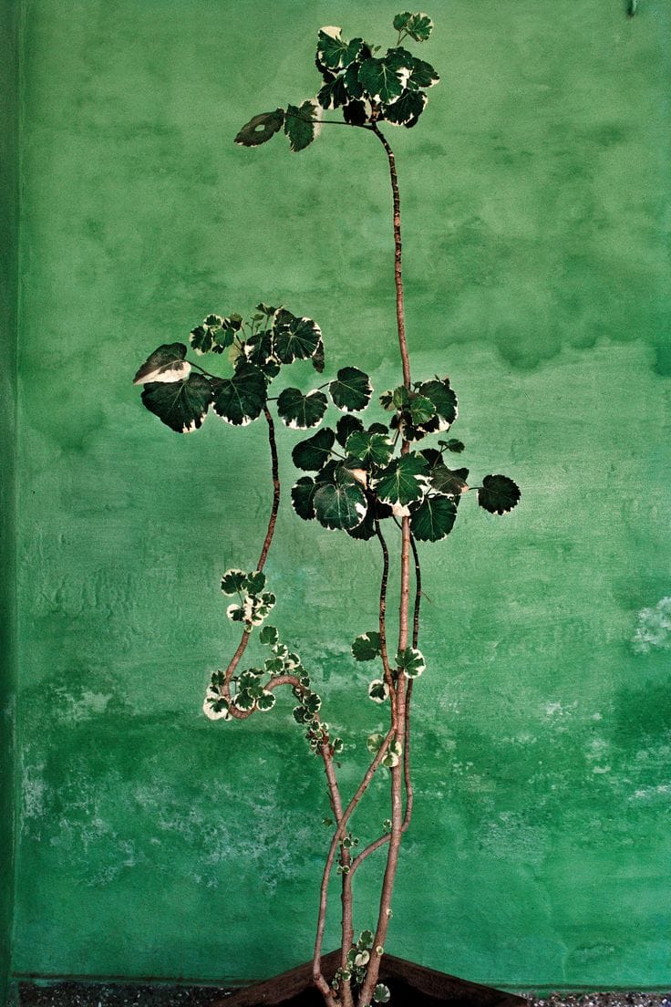 Raghu Rai - Trees - Magnum photos limited edition kaufen? Bieten Sie von 250!
