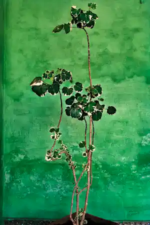 Raghu Rai - Trees - Magnum photos limited edition kaufen? Bieten Sie von 250!