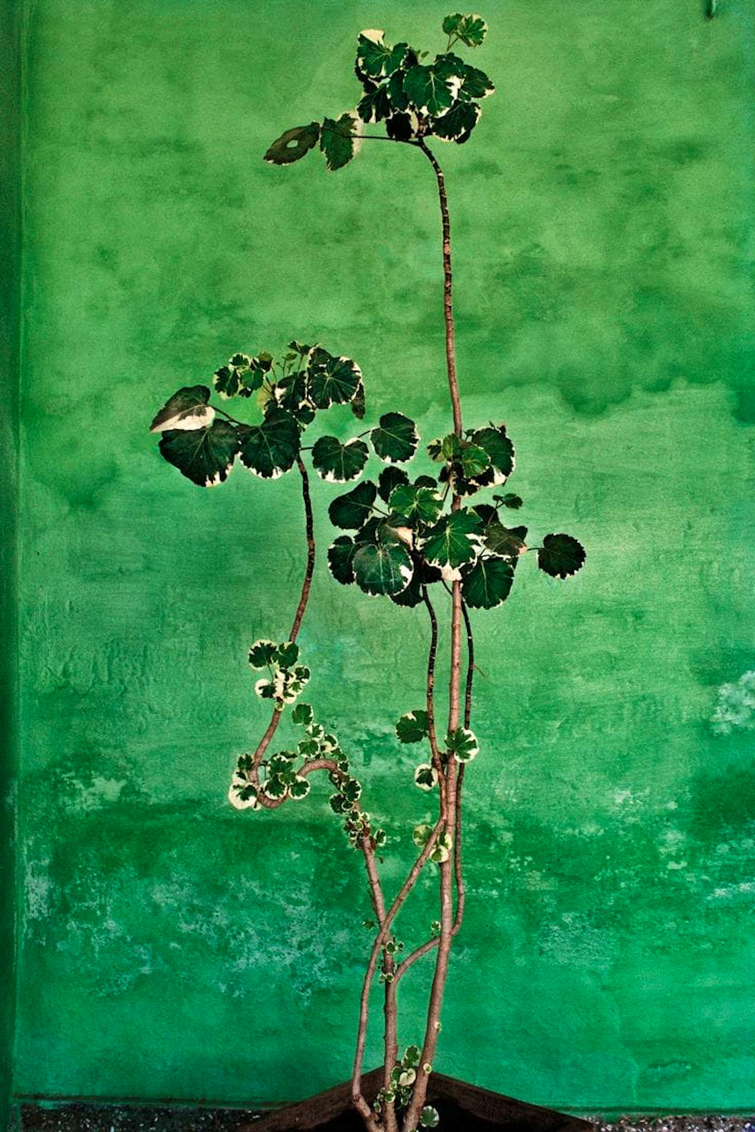 Raghu Rai - Trees - Magnum photos limited edition kopen? Bied vanaf 250!