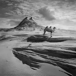 Dariusz Klimczak - 'Camelheuvel' (2011) verkauft für € 60!