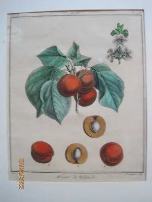 Elisabeth Haussard - "Abricot commun" ; "Abricot de Hollande" kopen? Bied vanaf 50!