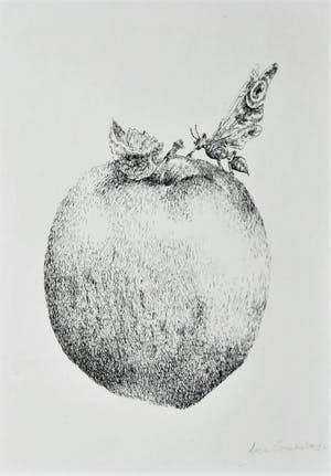 Lisa Couwenbergh - Vlinder zit op een appel - pentekening 1972 kopen? Bied vanaf 35!