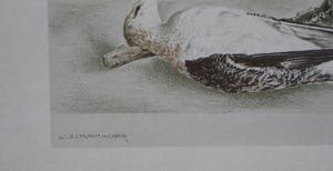 Wim Schuhmacher - litho: Corpus Christi met een dode meeuw kopen? Bied vanaf 40!