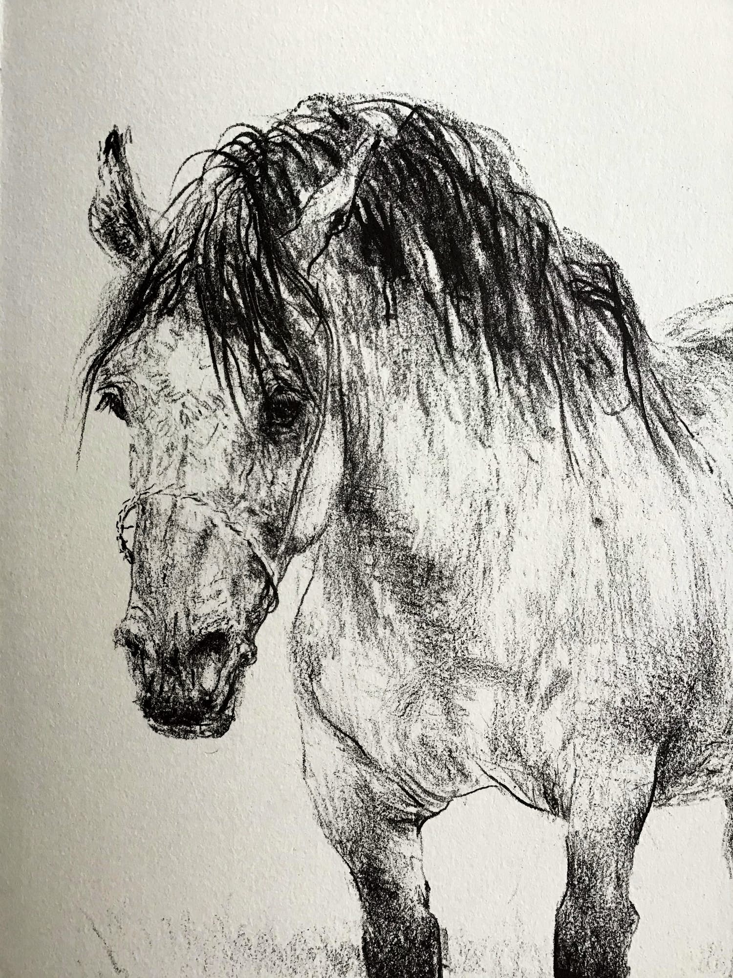 Piet Klaasse - Paarden, proefdruk offsetlitho, 2-zijdig bedrukt, gesigneerd in druk kopen? Bied vanaf 50!