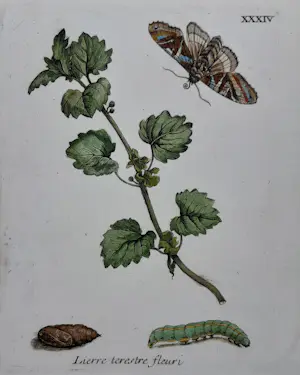 AcheterMaria Sybilla Merian - Nr. XXXIV "Lierre terestre fleuri"? Enchérissez de 150!