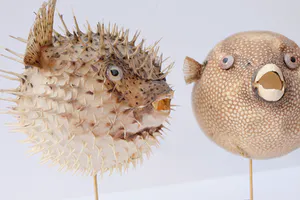 Niet of onleesbaar gesigneerd - Parelhoen kogelvis ("Golden Puffer") // Kogelvis // Op sokkel kopen? Bied vanaf 1!