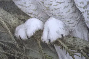 Jan Voerman (jr.) - kleurenlitho sneeuwuil kopen? Bied vanaf 50!