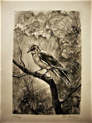 Niet of onleesbaar gesigneerd - Fraaie, in 1939 vervaardigde Lithografie - Specht op tak - gesigneerd kopen? Bied vanaf 1!