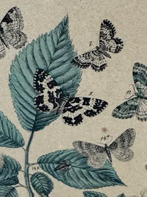 Rie Cramer - botanische vlinders prent kopen? Bied vanaf 25!