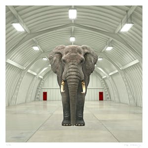 Mr. Strange - LE DERNIER ELEPHANT kopen? Bied vanaf 50!