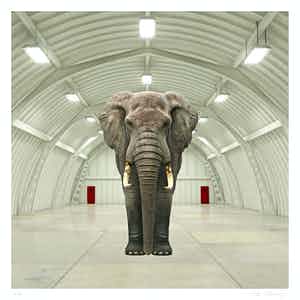 Mr. Strange - LE DERNIER ELEPHANT verkocht voor € 50!