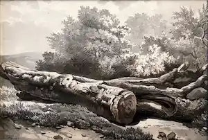 Harry Heijer - Gevelde boom, sepia verkocht voor € 60!