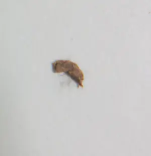 Yvonne Zomerdijk - Zeefdruk, Darjeeling lady - Ingelijst kopen? Bied vanaf 50!