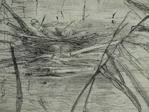 Theo van Hoytema - Litho, Drijvend nest van een dodaars, Texel - 1913 kopen? Bied vanaf 10!