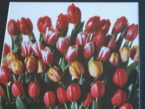 Paul Huf - Foto , Flowers : Gemengde Tulpen – gesigneerd & ingelijst - 1984 kopen? Bied vanaf 1!