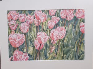 Ger Daniels - Roze Tulpen kopen? Bied vanaf 25!