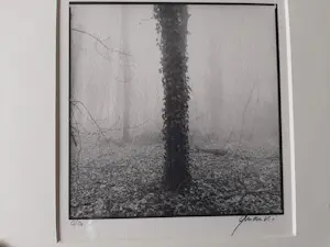 Ralph Janowski - 3 werken, van Ralph Janowski, Boom in de ochtend mist nieuw ingelijst kopen? Bied vanaf 100!