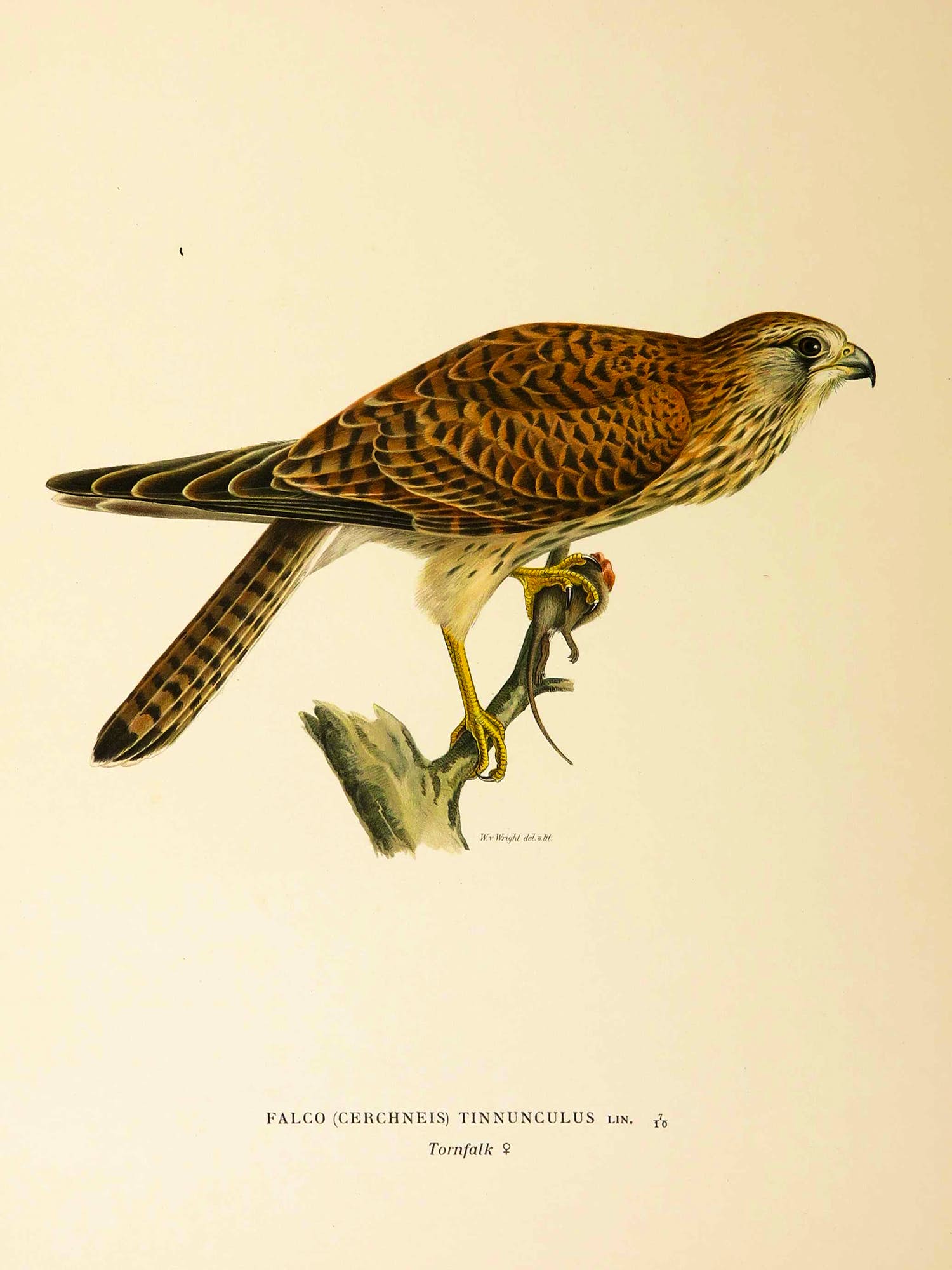 Wilhelm von Wright - Litho, Falco (Cerchneis) Tinnunculus, uit Svenska foglar (...) verkocht voor € 20!