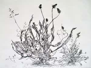 Simon Koene - Ets Smalle Weegbree en Straatgras verkocht voor € 35!