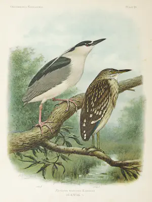 Eduard Daniël van Oort - Chromolitho, Lot van vier voorstellingen uit 'De Vogels van Nederland' kopen? Bied vanaf 1!