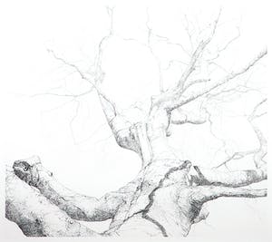 Reinder Homan - Ets, Beuk I - Ingelijst kopen? Bied vanaf 60!