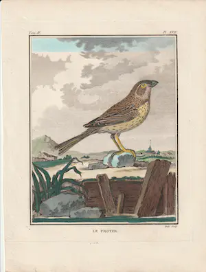 Georges-Louis Leclerc de Buffon - Le Proyer vogelprent kopen? Bied vanaf 25!